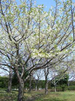 中公園桜01