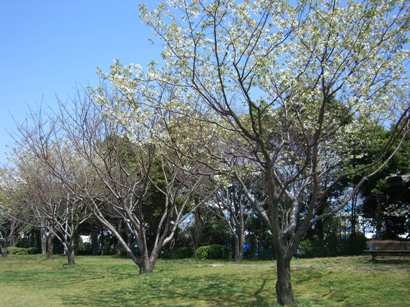 中公園桜02