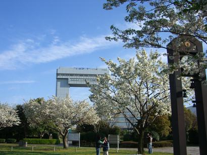 桜・満開２