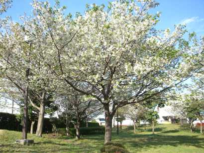桜・満開
