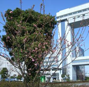 桃の花１