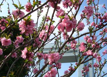 桃の花２