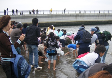 ヒラメの稚魚を放流