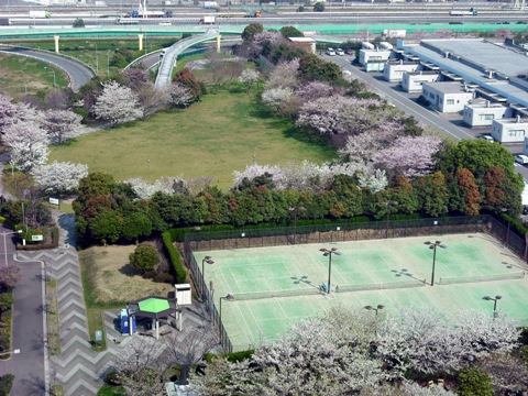 満開のさくら