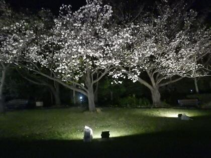 桜ライトアップ.JPG