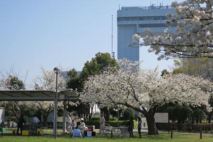 写真：桜の下でバーベキュー