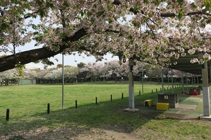 写真：バーベキュー場の前に広がる芝生の中公園