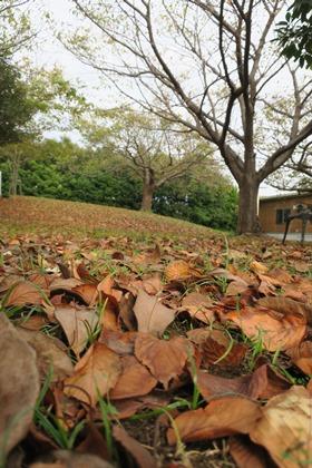 写真：落ち葉