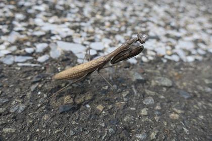 写真:カマキリ