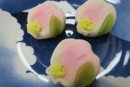 写真：山茶花さざんか（全体）