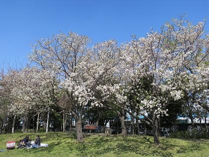 写真/桜とBBQ2019＿2