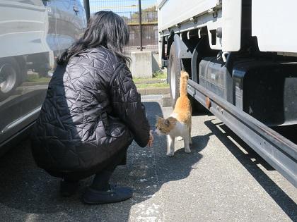 写真/ねこ