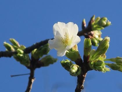 写真/さくら開花１号