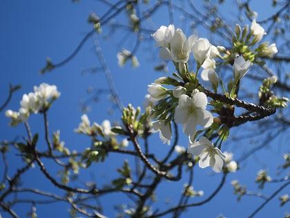 写真/開花宣言20210315