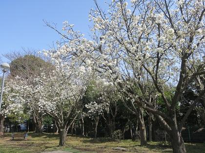 写真/開花状況１