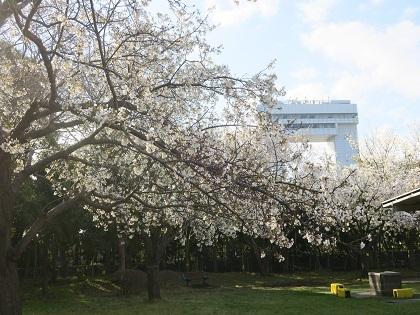 写真/桜満開20210323②