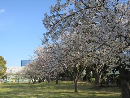 写真/桜満開20210323③