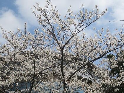 写真/桜20230322