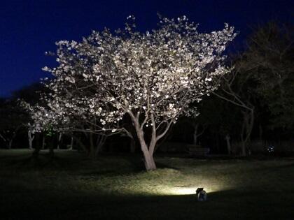 写真/桜のライトアップ20230323