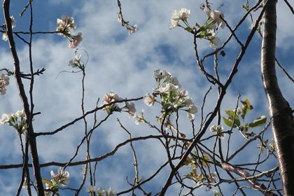 写真：冬桜２