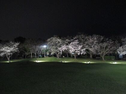 写真/令和6年4月桜