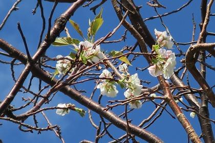 写真：冬桜