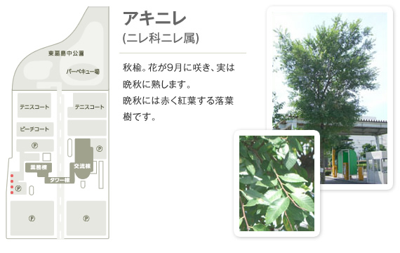 Chinese elm 