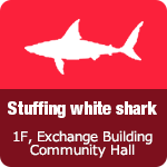 Stuffing white shark 